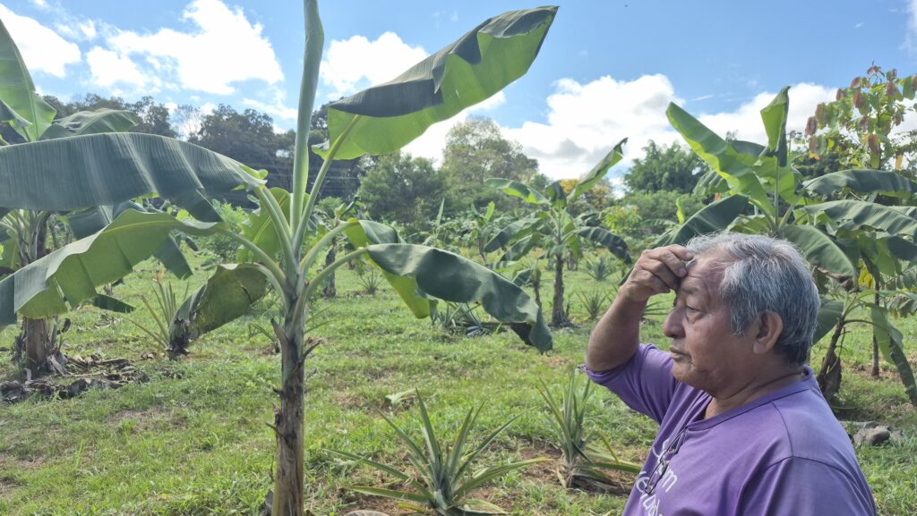 Indígena observa sistema agroflorestal na Terra Indígena Cassupá e Salamai (Foto: Flávio Santos/Acervo Ecoporé)