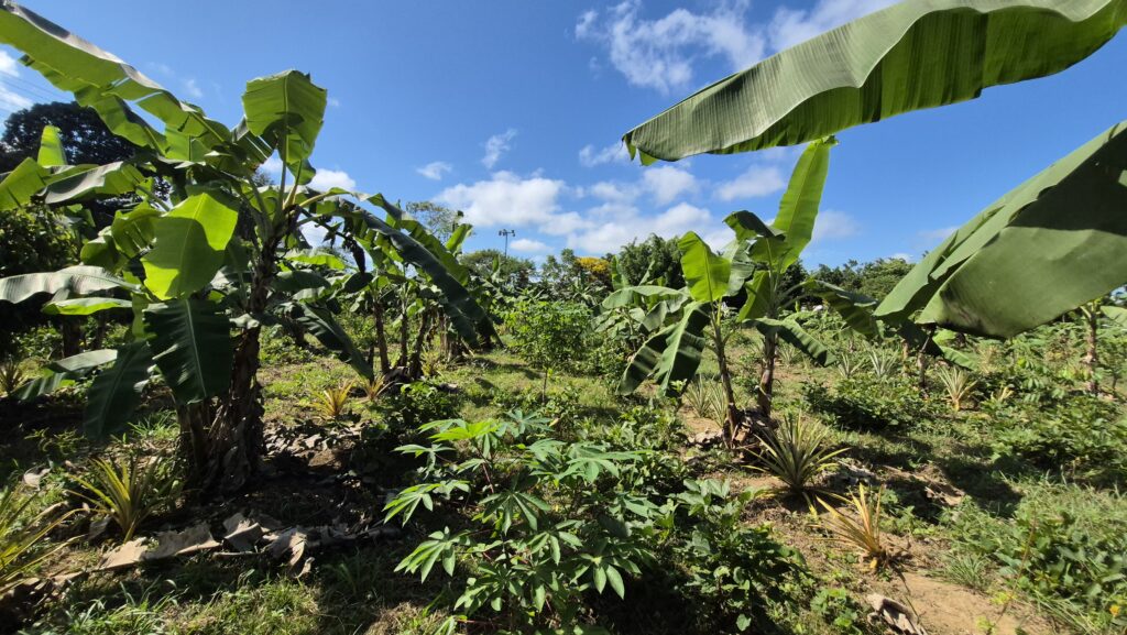 Sistema agroflorestal na Terra Indígena Cassupá e Salamai (Foto: Flávio Santos/Acervo Ecoporé)